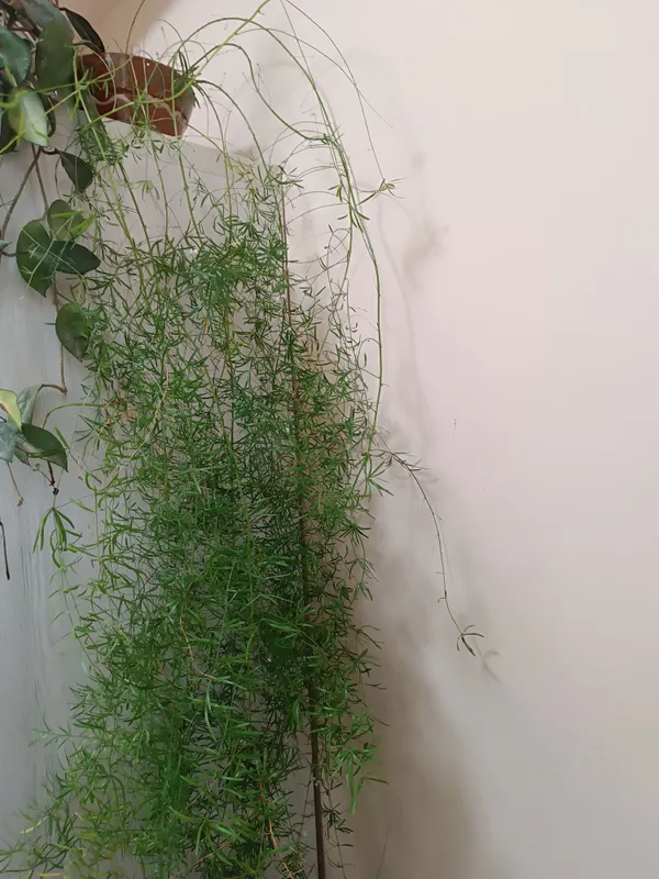 Продаю аспарагус и замиакулькас 2 Продаю аспарагус и замиакулькас 2