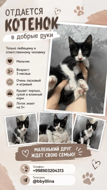 Котенок в добрые руки , мальчик 2
