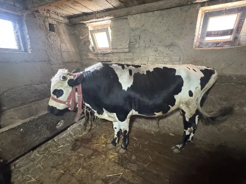 Сментал микимаус Хукиз сотилади 2та — фото 3 Сментал микимаус Хукиз сотилади 2та — фото 3