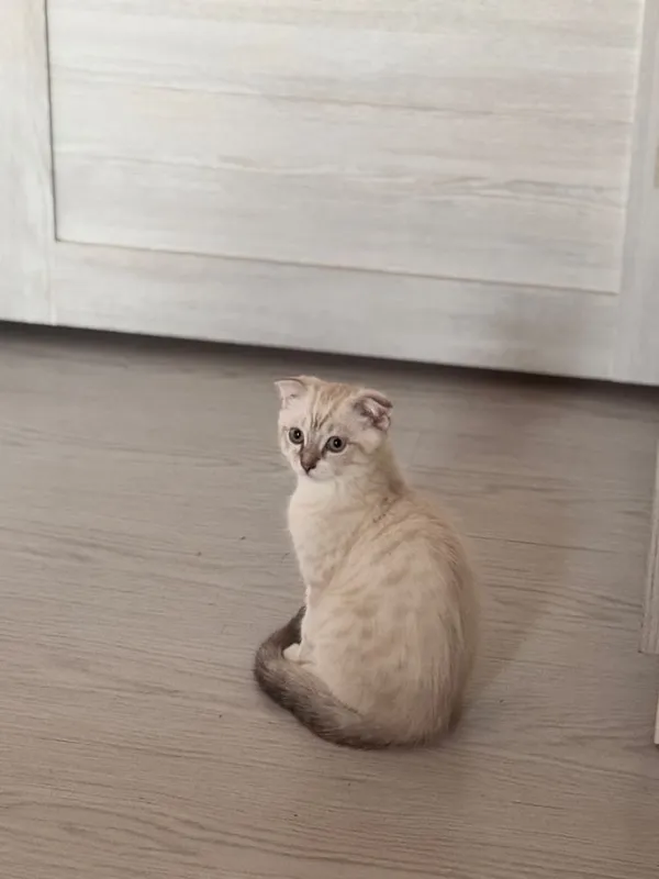 Продается в хорошие руки котята 1 Продается в хорошие руки котята 1