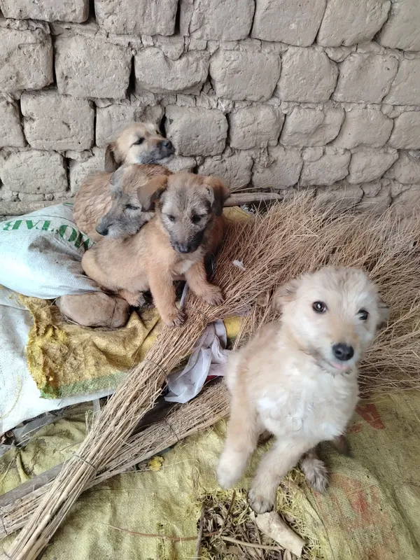 Kafolat beraman yaxshi uy xayvoni