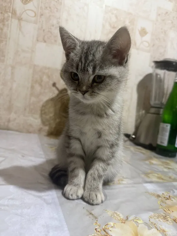 Продается котята — фото 2