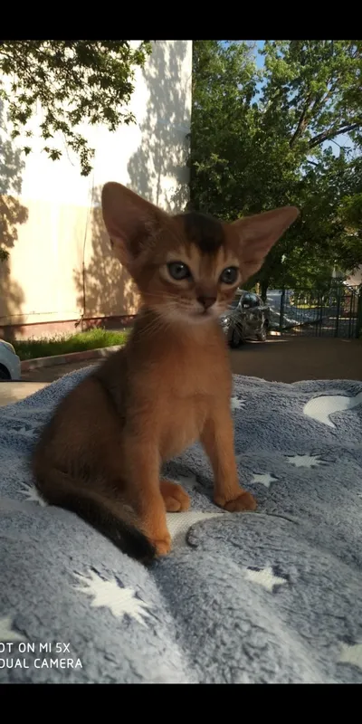 Продается котёнок — фото 1