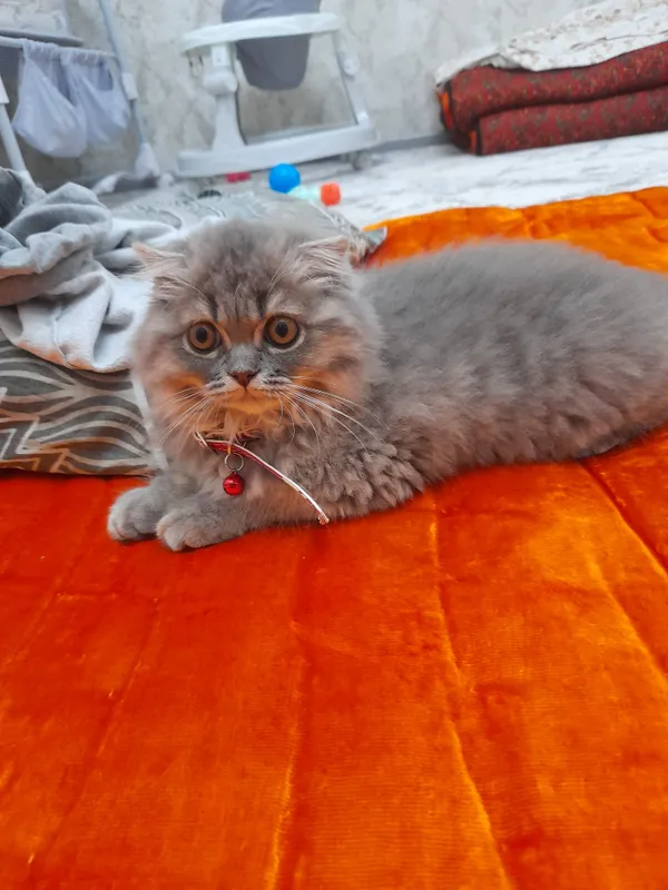 mushuk sotiladi