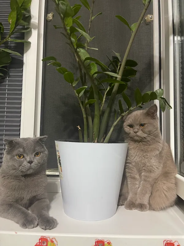 Скотиш фолд девочка мальчик 3