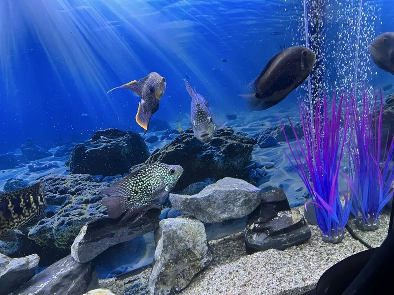 Akvarium va baliqlar hammasi sotiladi 4 Akvarium va baliqlar hammasi sotiladi 4