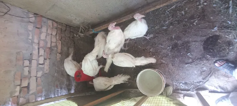 BIG-6 kurka jo'jalar sotiladi (3 oylik) 2 BIG-6 kurka jo'jalar sotiladi (3 oylik) 2