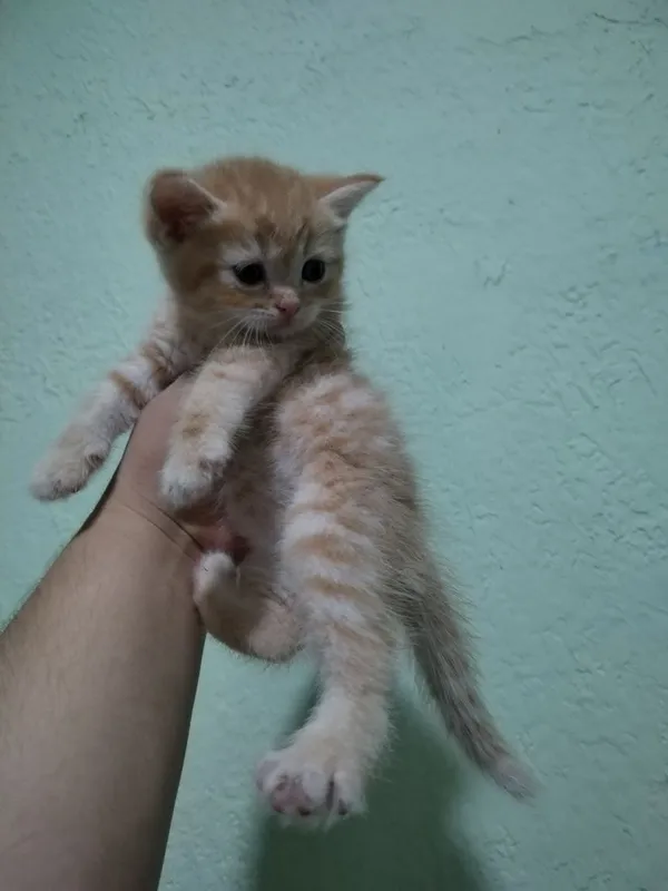 Skotish strayt mushukchalar sotuvda 2 Skotish strayt mushukchalar sotuvda 2