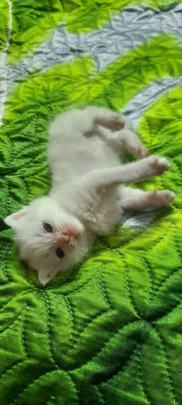Кошечка