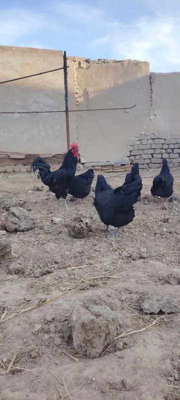 Gigan qora shaxzoda tuxumlari, jojalari sotiladi. Urganchda — фото 4