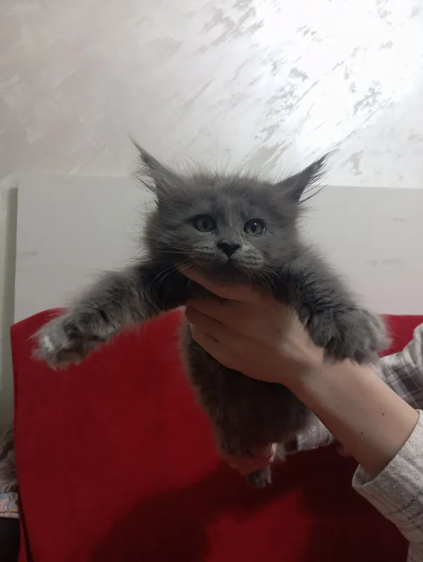 срочно продаю девочку