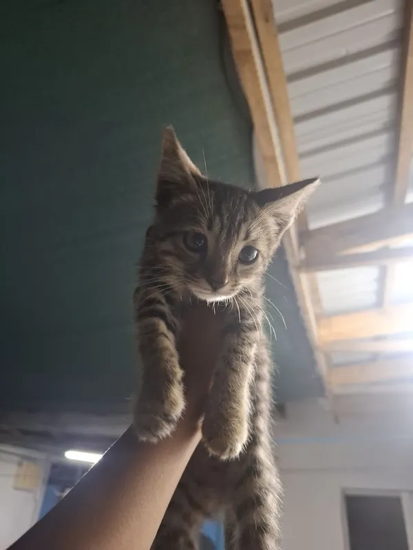Отдам котят в хорошие руки 2