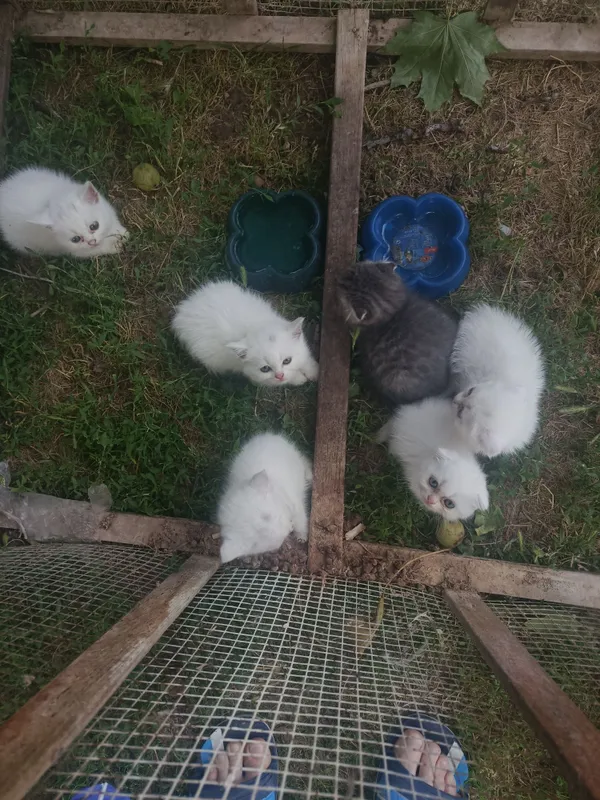 Веслоухие котята — фото 3