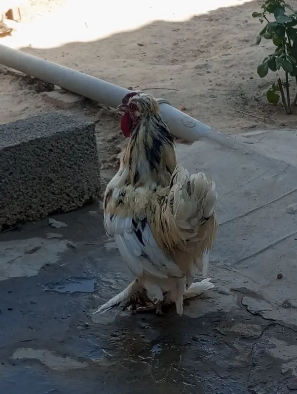 Yapon xoʻroz tovuq bollari bilan sotiladi 6 Yapon xoʻroz tovuq bollari bilan sotiladi 6