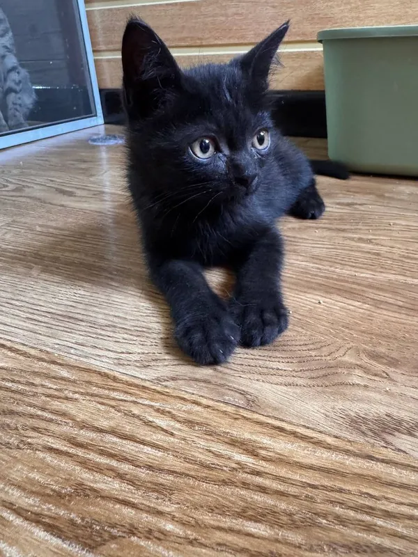 Котик 2,5 месяца — фото 5