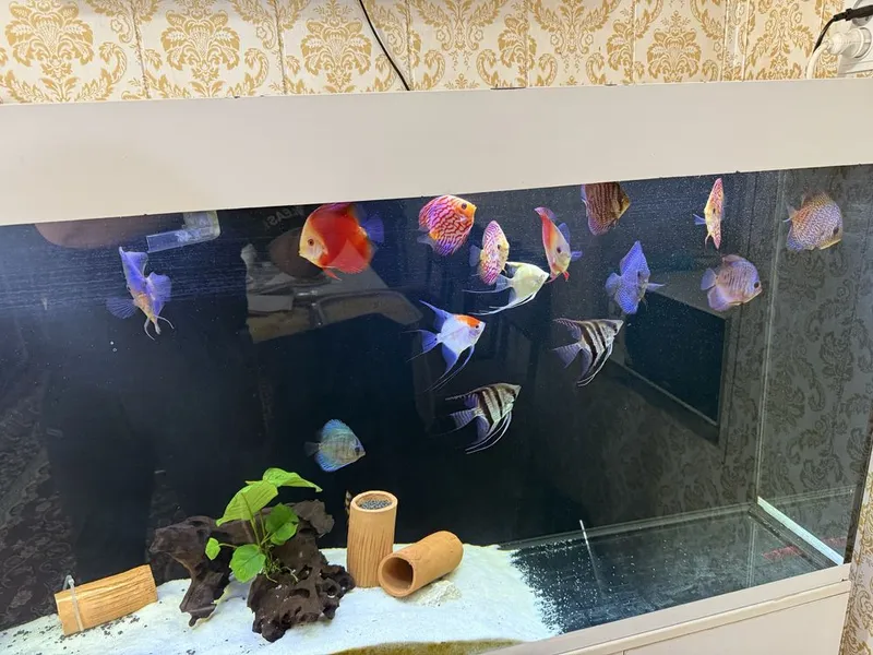 Akvarium + Baliqlari bilan Akvarium + Baliqlari bilan
