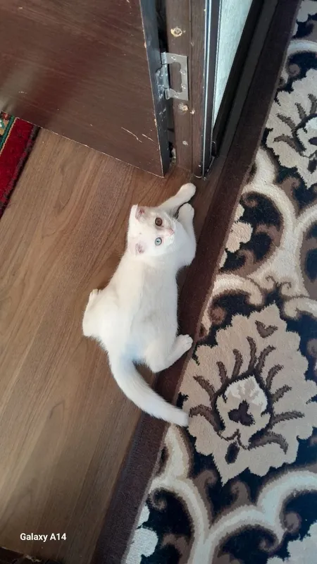 Вязка скотиш фолд