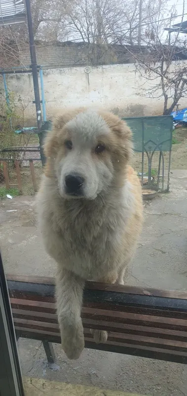 Продаётся алабай.