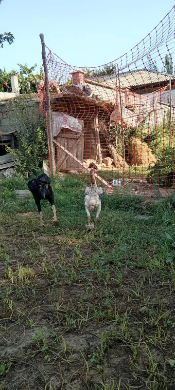 Dakan xuroz va tovuqlari sotuvda, zoti Saman va O shamo. 6 Dakan xuroz va tovuqlari sotuvda, zoti Saman va O shamo. 6