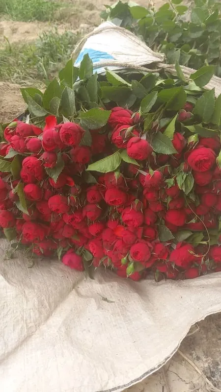 Atirgul koʻchatlari bor sotiladi 16 hil tayor pachkalap koʻmilgan — фото 4
