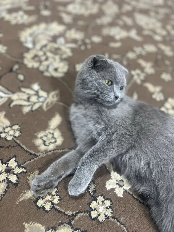 Scottish Fold toza qon 2 Scottish Fold toza qon 2
