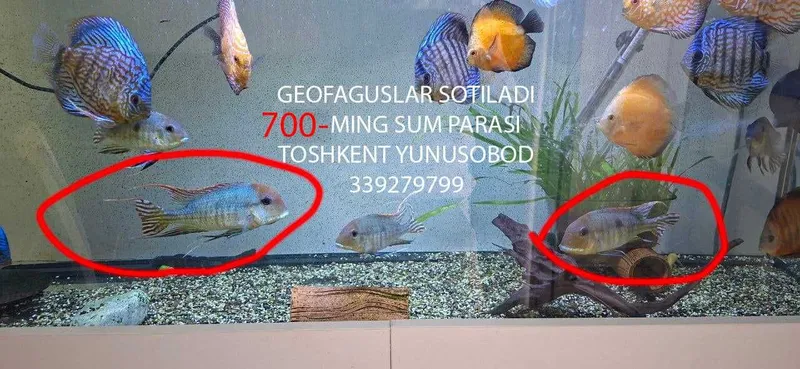 геофагус красноголовый 700MING SUM