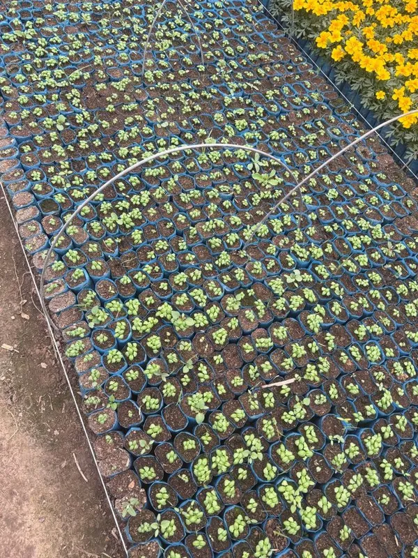 Bananza gul, Gul ko’chatlari, Gul ko’chatlar. Гул кучат, Цветы. Гуллар — фото 2