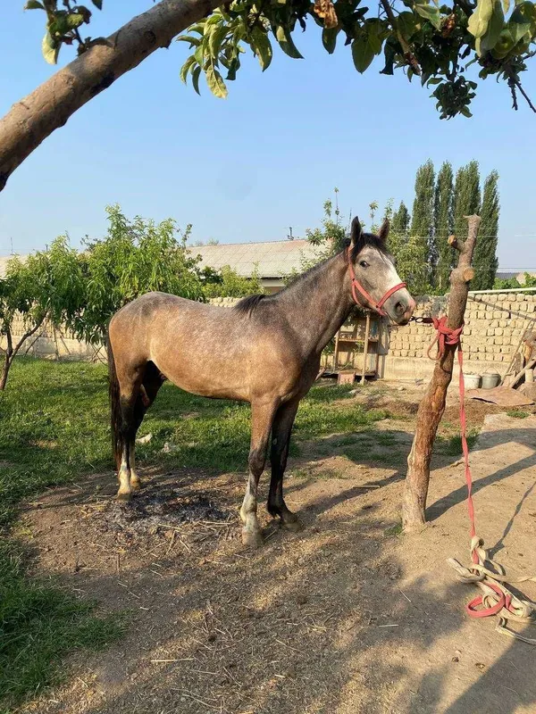 1,5 yoshli sog‘lom toy sotiladi 2 1,5 yoshli sog‘lom toy sotiladi 2