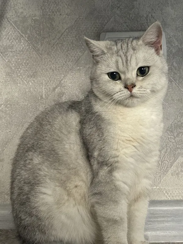 Эксклюзивные породистые котята — фото 4