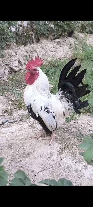 Samurayskiy Shabo 3 Samurayskiy Shabo 3