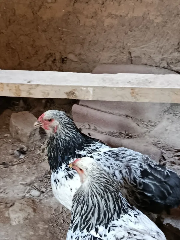 Brama Tovuq va joʻjalar sotiladi 6