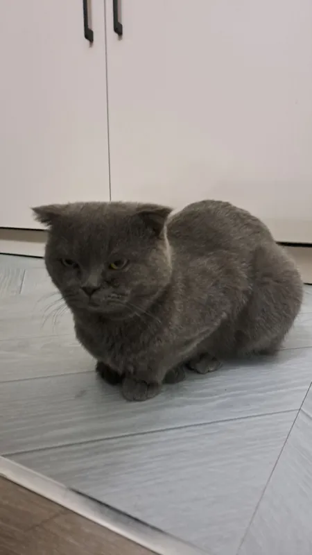 Продаётся кошка 3
