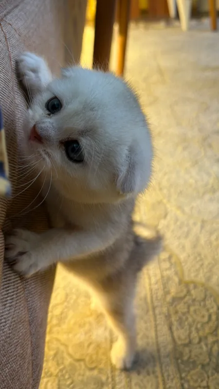 Котята скоттиш фолд и страйт шиншиллы — фото 5