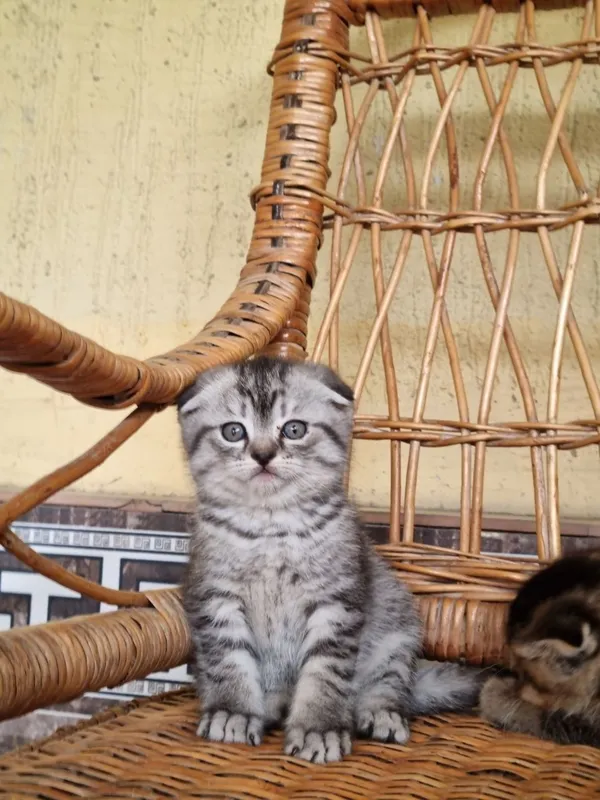 Скотиш фолд и скотиш страйт — фото 6