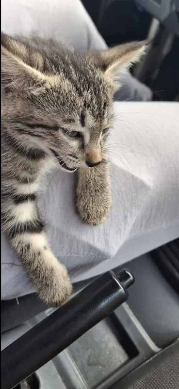 Котята один остался — фото 1