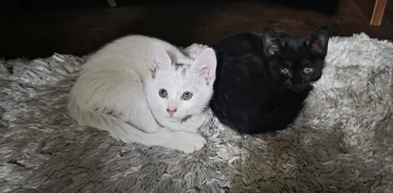 Котята, 3 месяца, бесплатно 1 Котята, 3 месяца, бесплатно 1