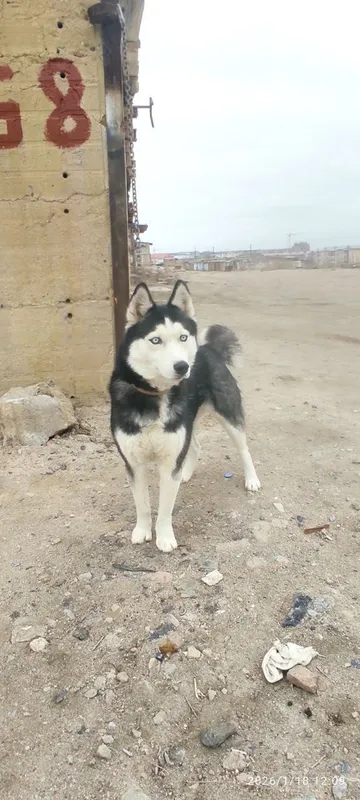 Продаётся собака хаски