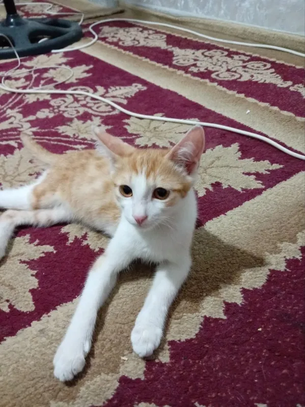 Отдам котят в хорошие руки 3 Отдам котят в хорошие руки 3