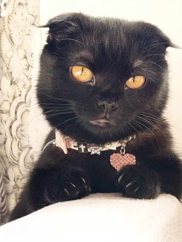 Скотиш фолд смешанные в руки 4