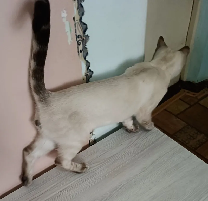 Бенгальские котята — фото 2