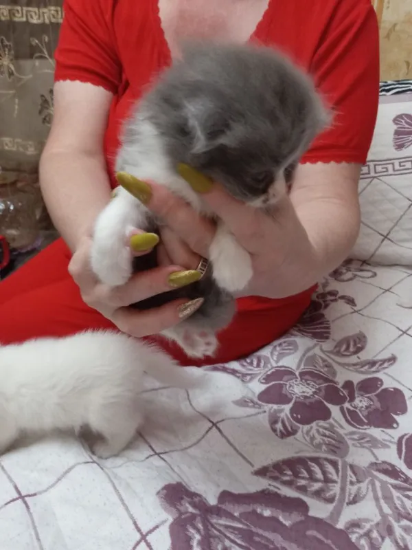 Продаются котята 4 Продаются котята 4