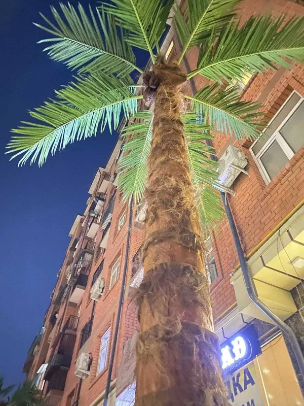 ecopalma.uz Ko‘chaga va ichki interyerga mos sun’iy palmalar — фото 3