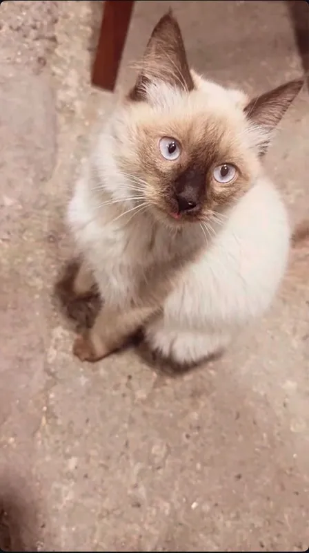 Sian muwug sotladi aniq oladgam odam tel qsn