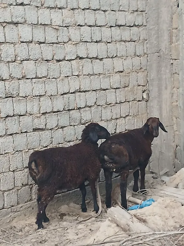Sotiladigan qo'ylar bor 5 Sotiladigan qo'ylar bor 5