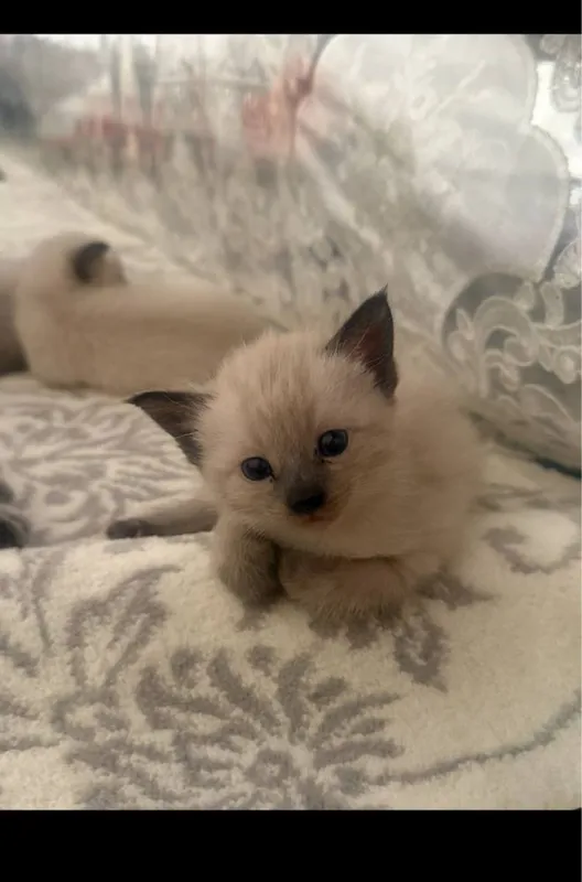 Продаётся кошка 3 месяц