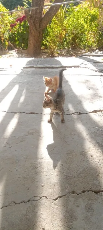 Assalomu alaykum! Mushuk bolalari bor bepul beramiz 3 Assalomu alaykum! Mushuk bolalari bor bepul beramiz 3