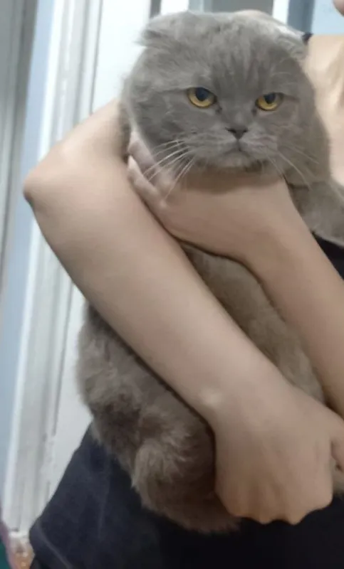 котята продаются 2