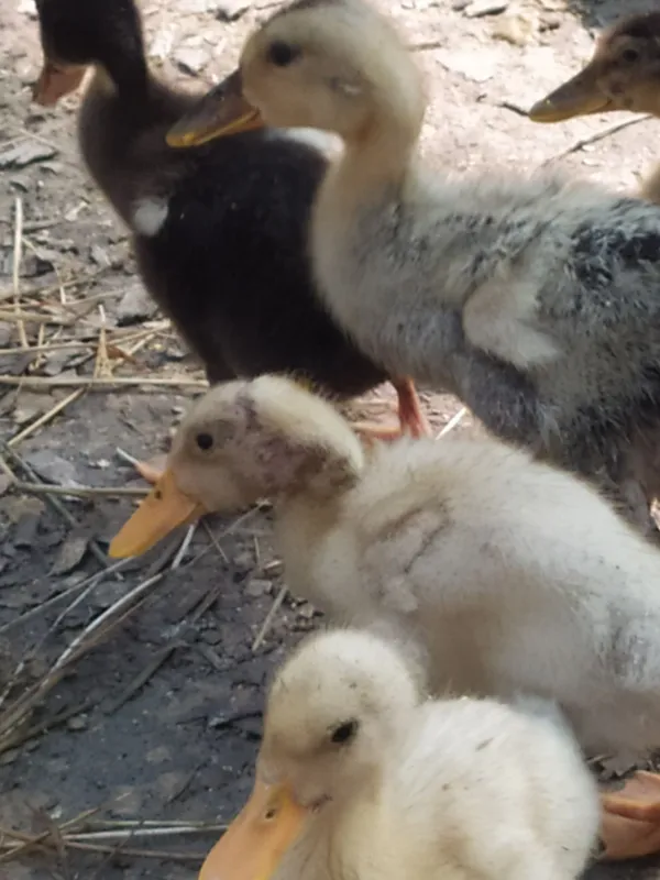 Pekin. Favorit zotliy o'rdakchalar 3 Pekin. Favorit zotliy o'rdakchalar 3