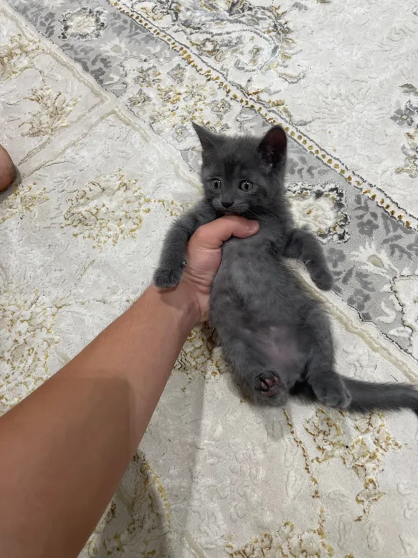 Продаются котята