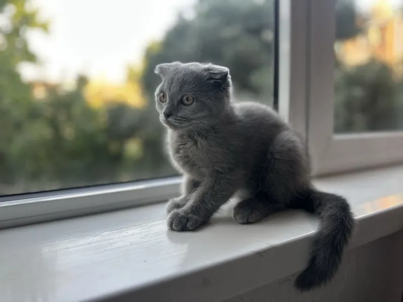 Котенок. Шотландский вислоухий мальчик, 3 месяца 1 Котенок. Шотландский вислоухий мальчик, 3 месяца 1